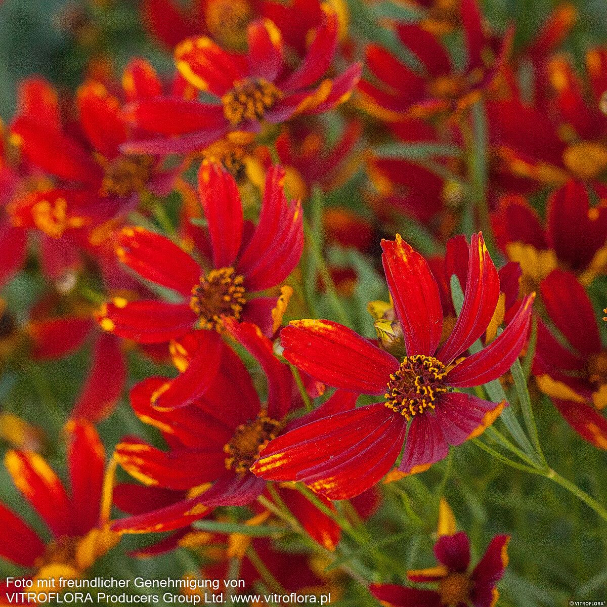 Quirlblättriges Mädchenauge 'Ladybird' (Coreopsis verticillata)