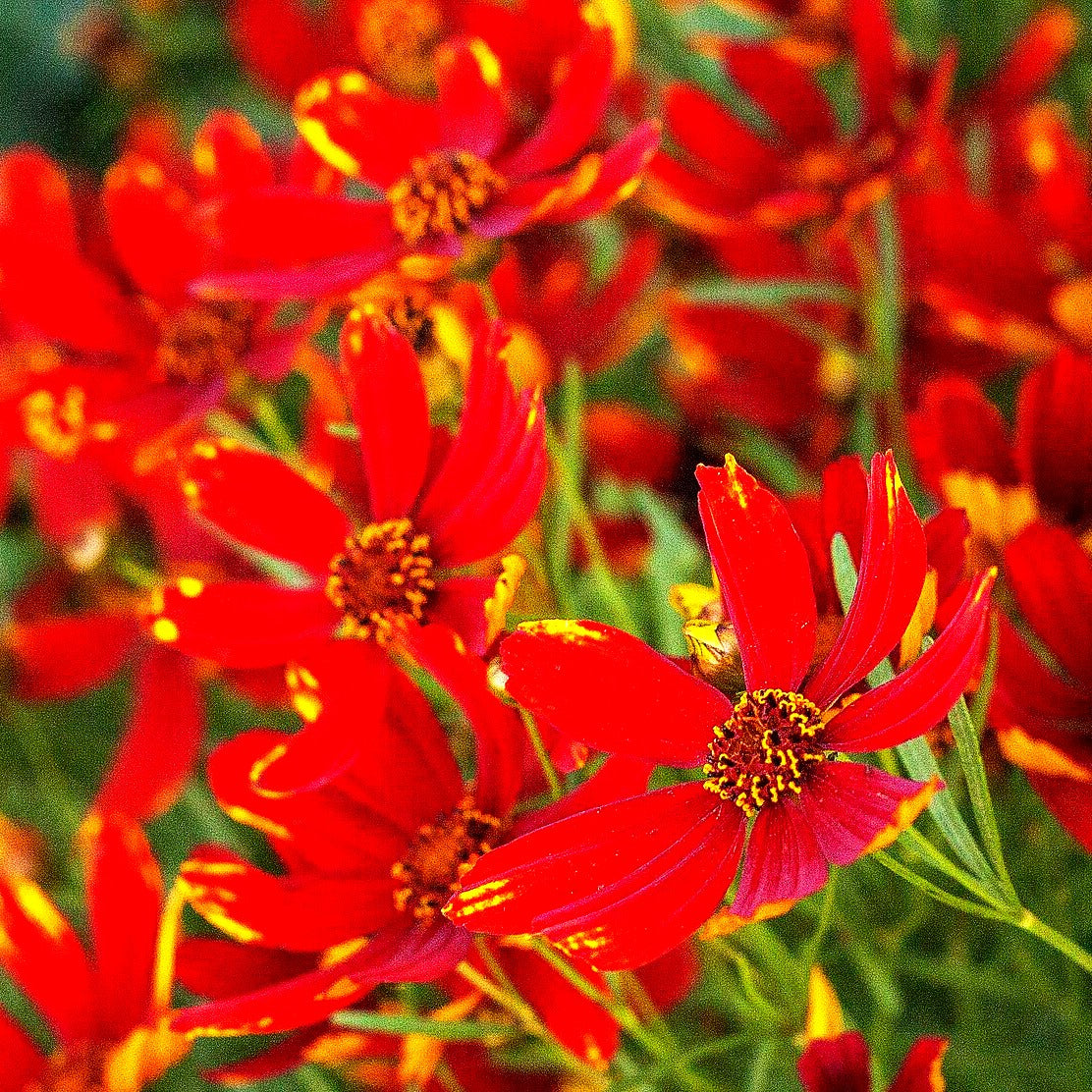 Quirlblättriges Mädchenauge 'Ladybird' (Coreopsis verticillata)