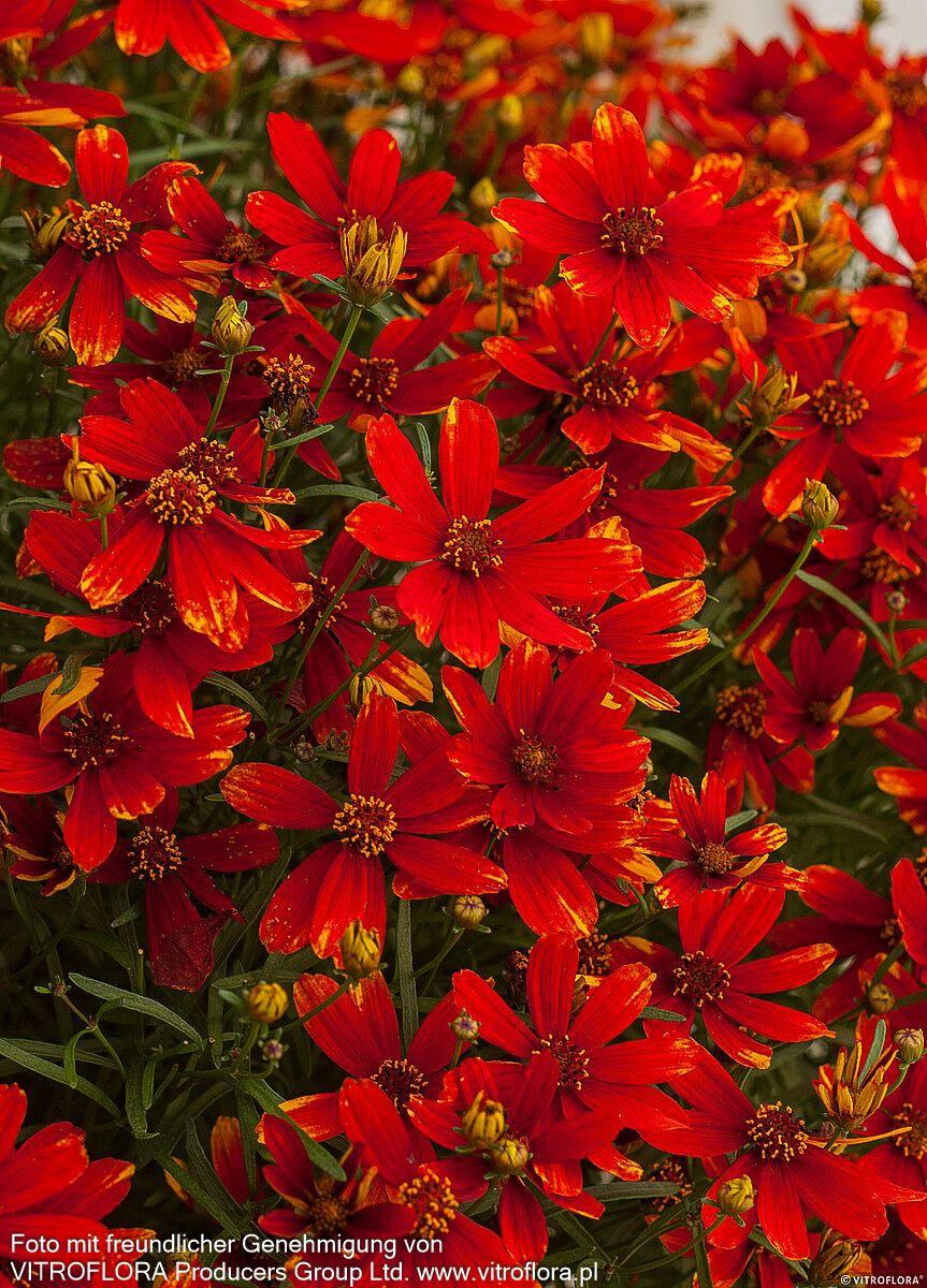 Quirlblättriges Mädchenauge 'Ladybird' (Coreopsis verticillata)