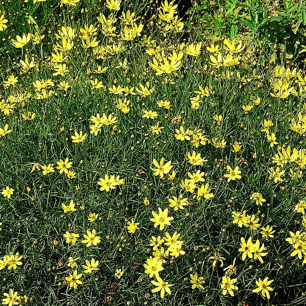 Quirlblättriges Mädchenauge 'Moonbeam' (Coreopsis verticillata)