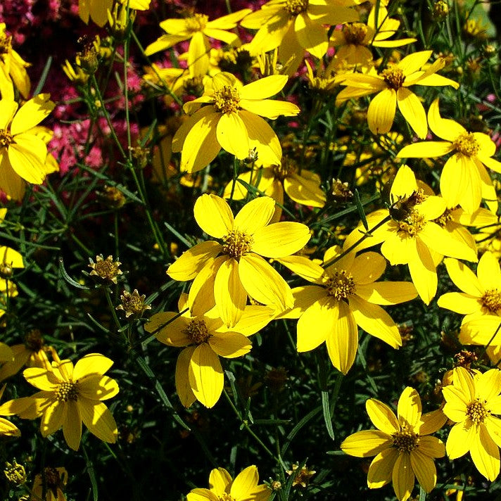 Quirlblättriges Mädchenauge 'Zagreb' (Coreopsis verticillata)