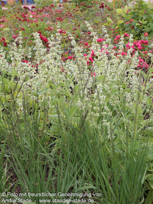 Quirlblütiger Salbei 'Alba' (Salvia verticillata)