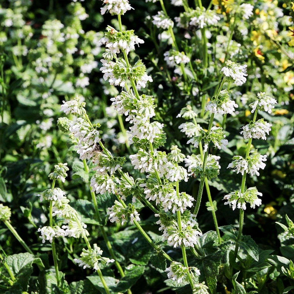 Quirlblütiger Salbei 'Alba' (Salvia verticillata)