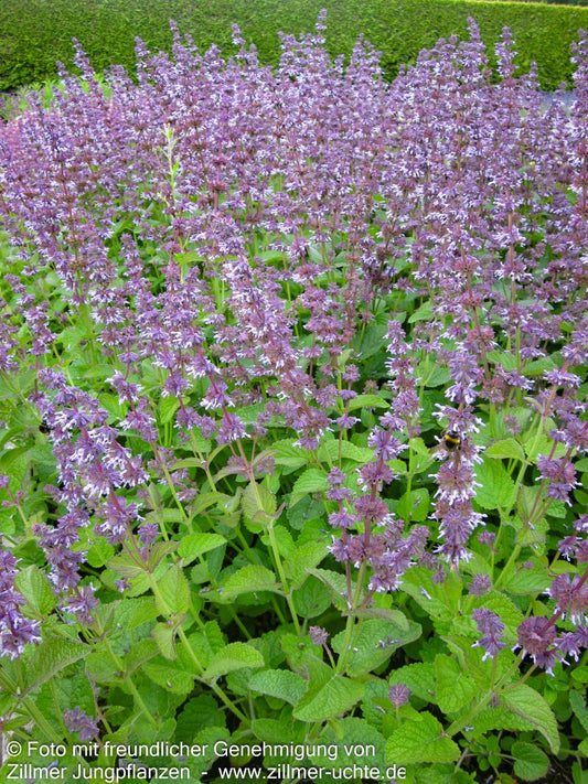 Quirlblütiger Salbei 'Hannay's Blue' (Salvia verticillata)
