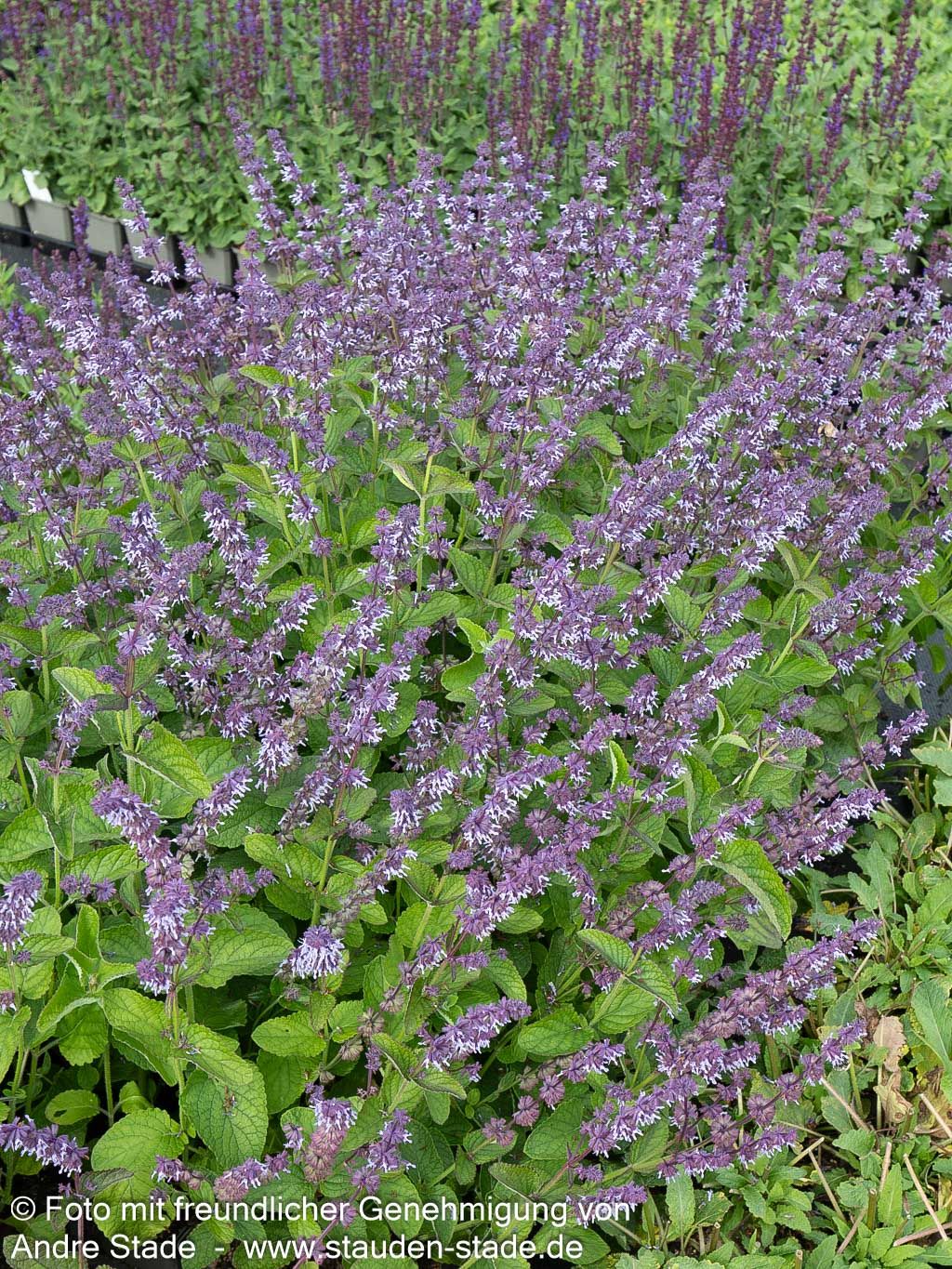 Quirlblütiger Salbei 'Hannay's Blue' (Salvia verticillata)