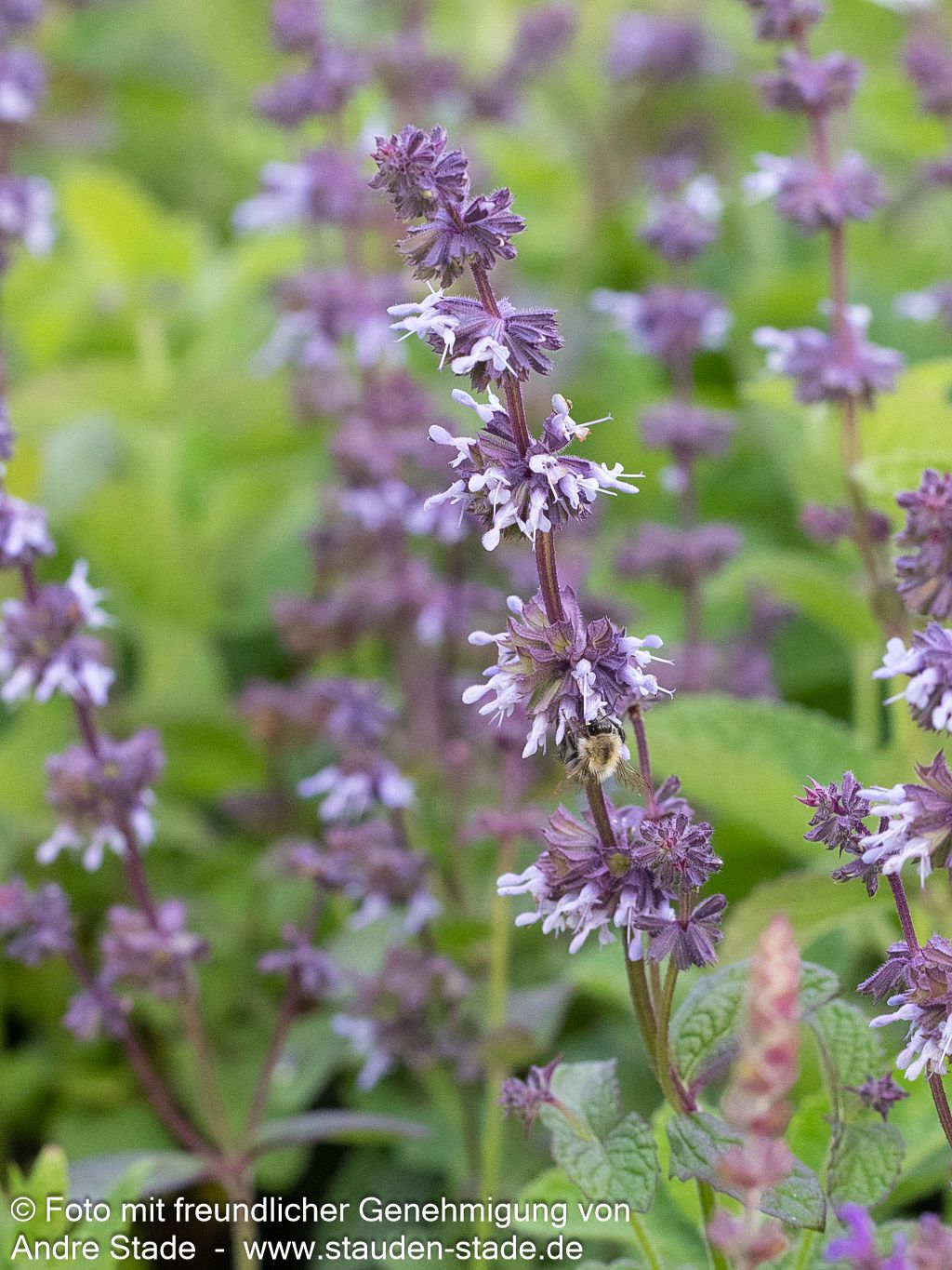 Quirlblütiger Salbei 'Hannay's Blue' (Salvia verticillata)