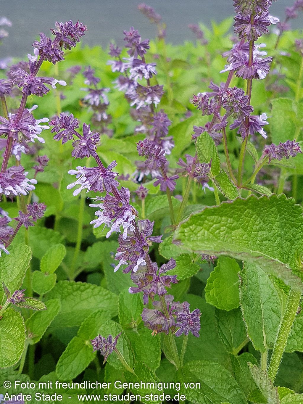 Quirlblütiger Salbei 'Hannay's Blue' (Salvia verticillata)