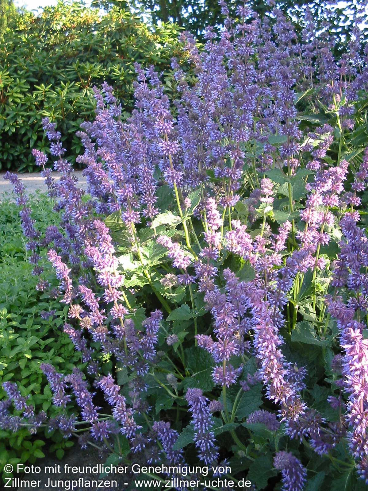 Quirlblütiger Salbei 'Purple Rain' (Salvia verticillata)
