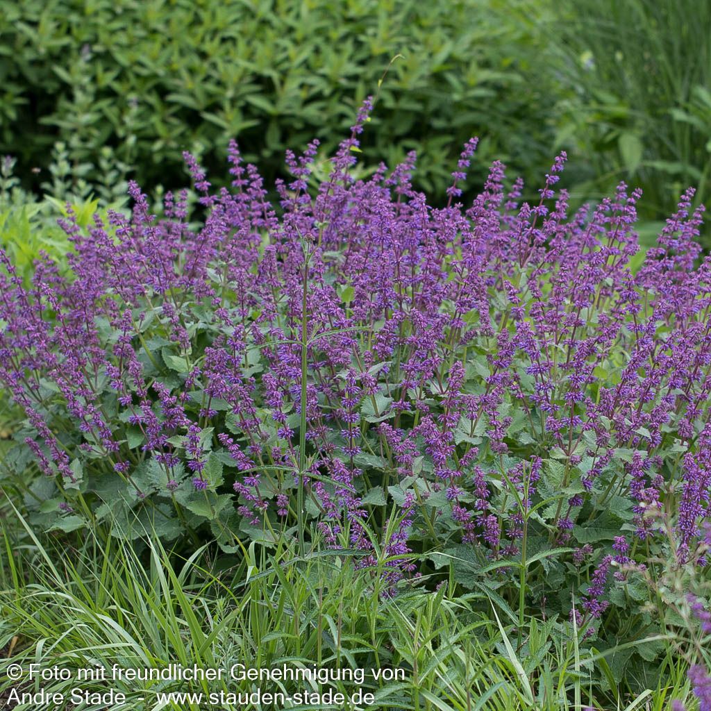 Quirlblütiger Salbei 'Purple Rain' (Salvia verticillata)