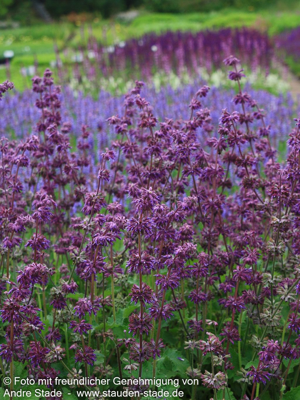 Quirlblütiger Salbei 'Purple Rain' (Salvia verticillata)