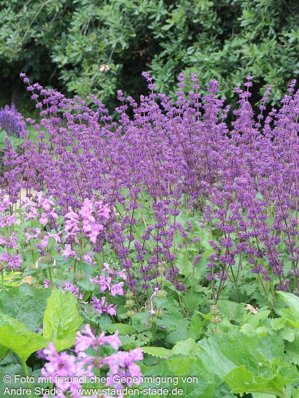 Quirlblütiger Salbei 'Purple Rain' (Salvia verticillata)