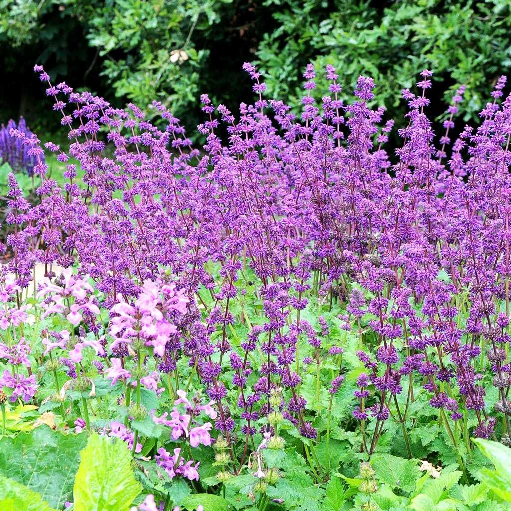 Quirlblütiger Salbei 'Purple Rain' (Salvia verticillata)