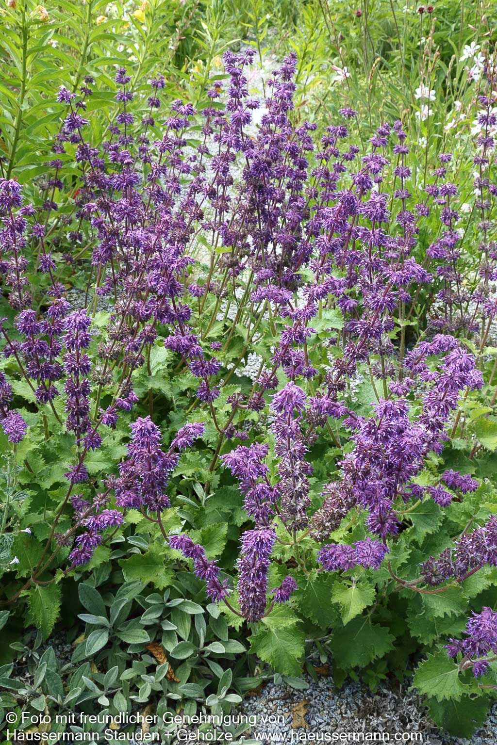 Quirlblütiger Salbei 'Purple Rain' (Salvia verticillata)