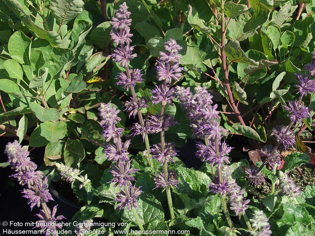 Quirlblütiger Salbei 'Purple Rain' (Salvia verticillata)