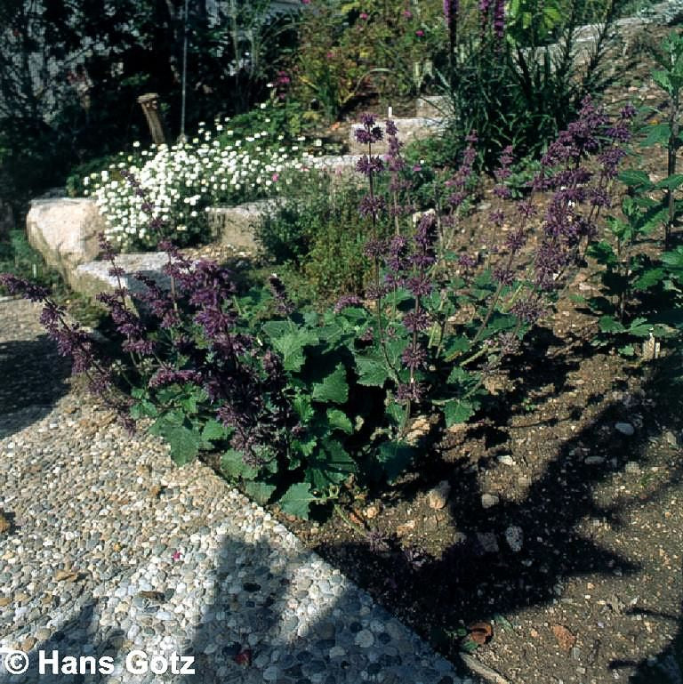Quirlblütiger Salbei 'Purple Rain' (Salvia verticillata)