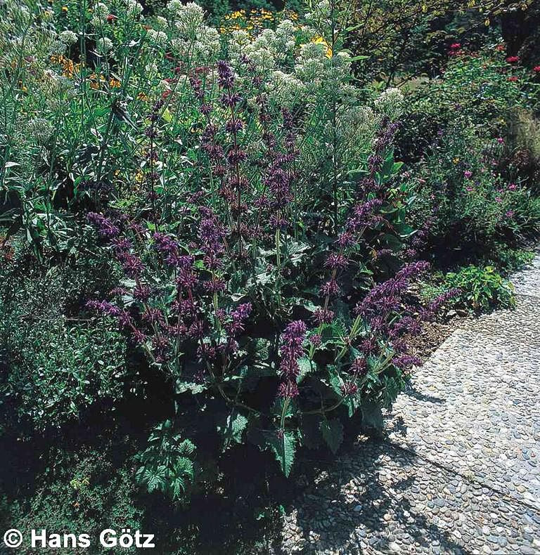 Quirlblütiger Salbei 'Purple Rain' (Salvia verticillata)