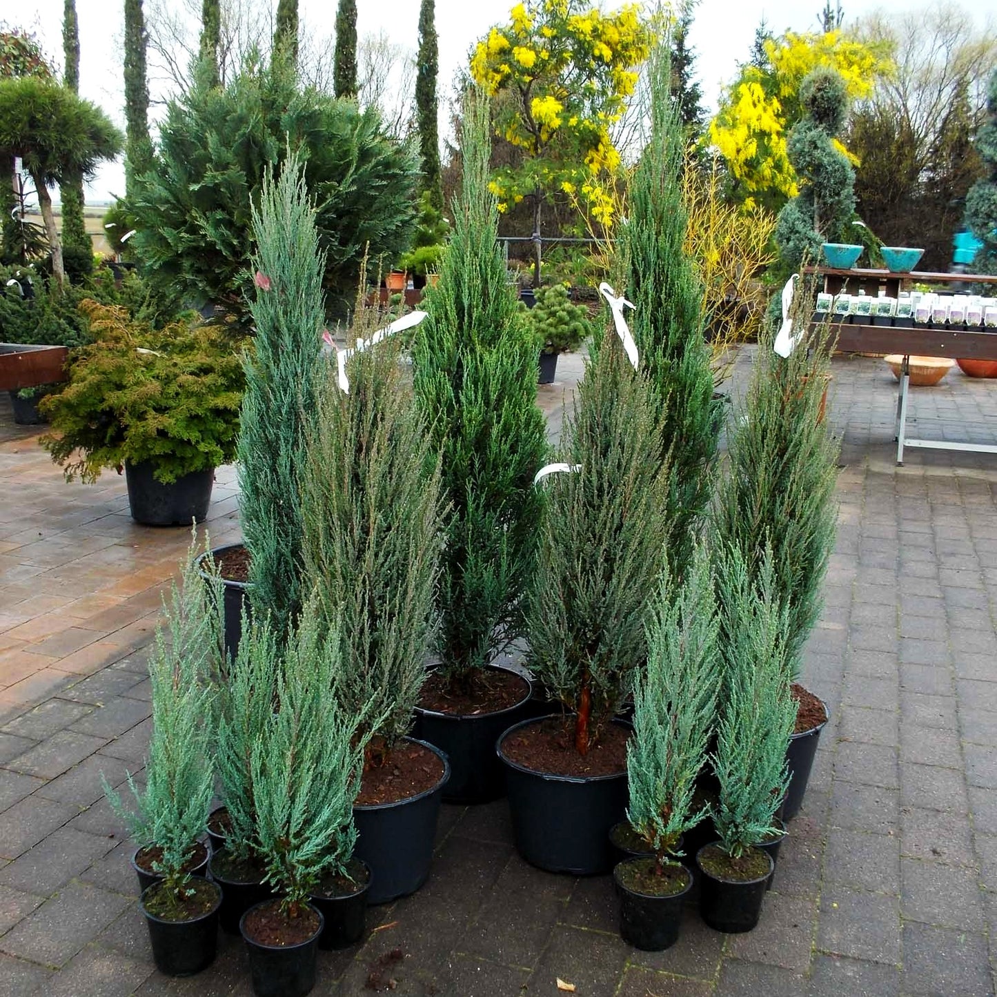 Raketen-Wacholder 'Blue Arrow' (Juniperus scopulorum)