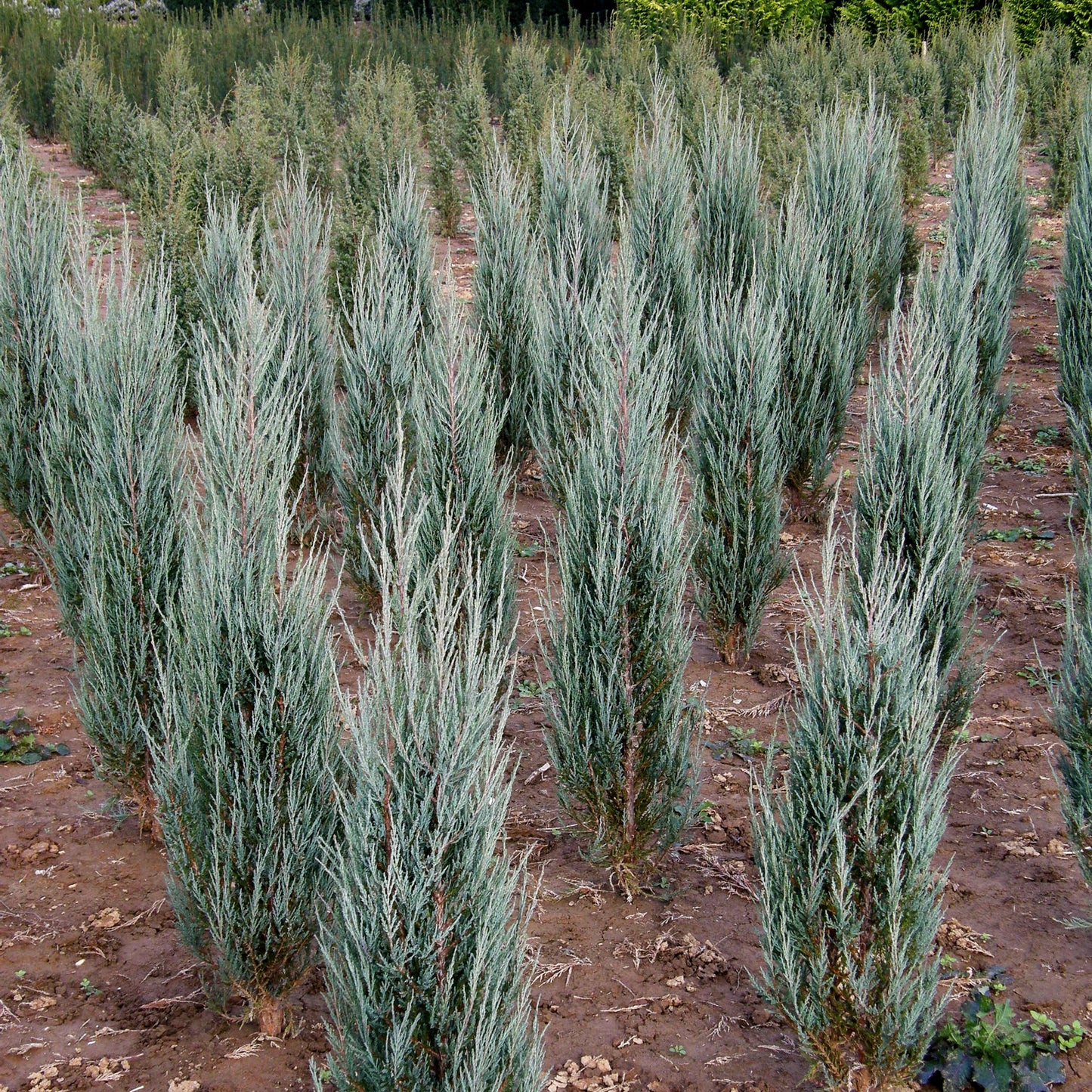 Raketen-Wacholder 'Blue Arrow' (Juniperus scopulorum)