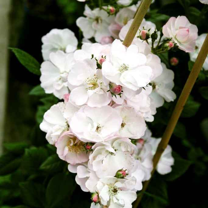 Ramblerrose 'Perennial Blush' -R- (Rosa KL V)