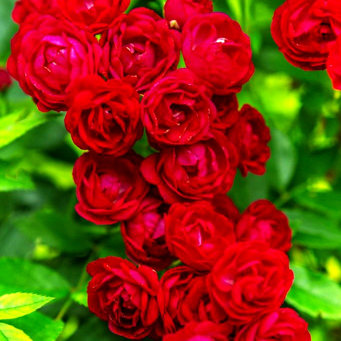 Ramblerrose 'Perennial Domino' -R- (Rosa KL VI)