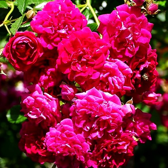 Ramblerrose 'Super Excelsa' -R- (Rosa KL V)