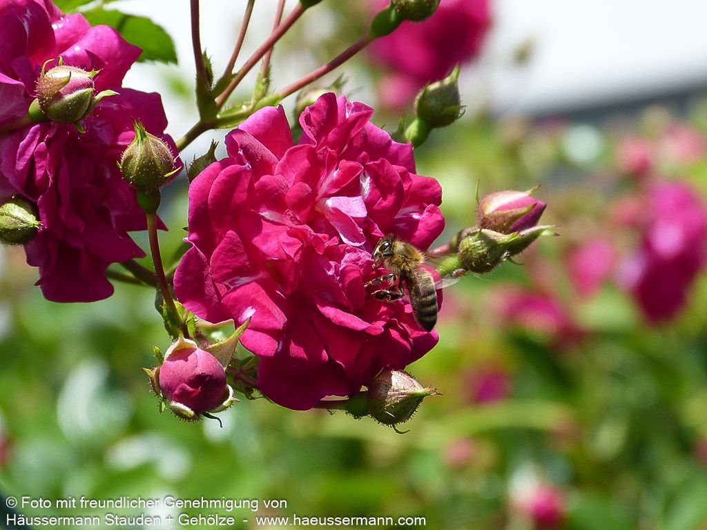 Ramblerrose 'Super Excelsa'  -R- 'Super Excelsa' (Rosa  KL V)