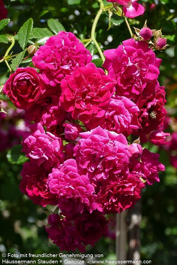 Ramblerrose 'Super Excelsa'  -R- 'Super Excelsa' (Rosa  KL V)
