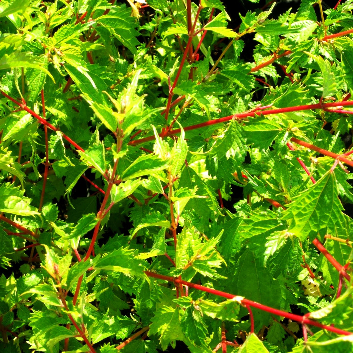 Ramie (Boehmeria spicata)