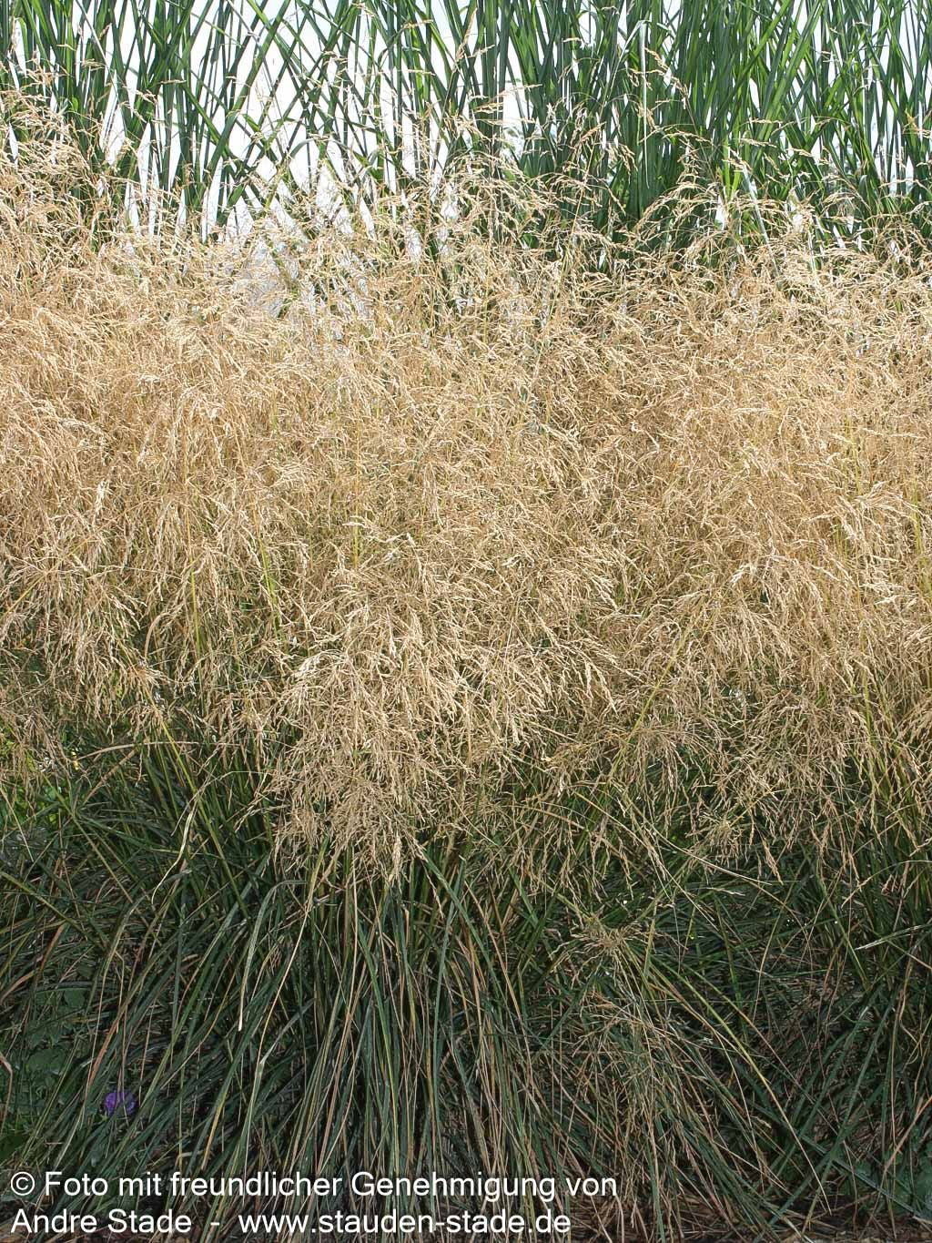 Rasen-Schmiele 'Bronzeschleier' (Deschampsia cespitosa)
