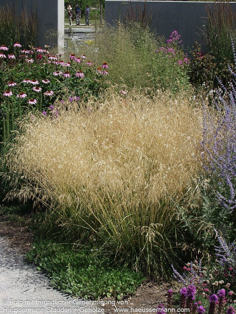 Rasen-Schmiele (Deschampsia cespitosa)
