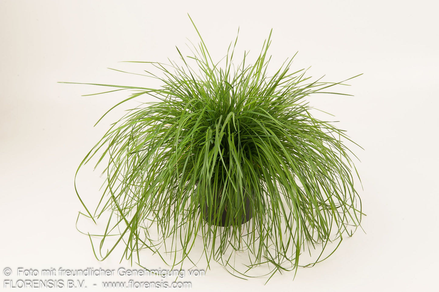 Rasen-Schmiele (Deschampsia cespitosa)