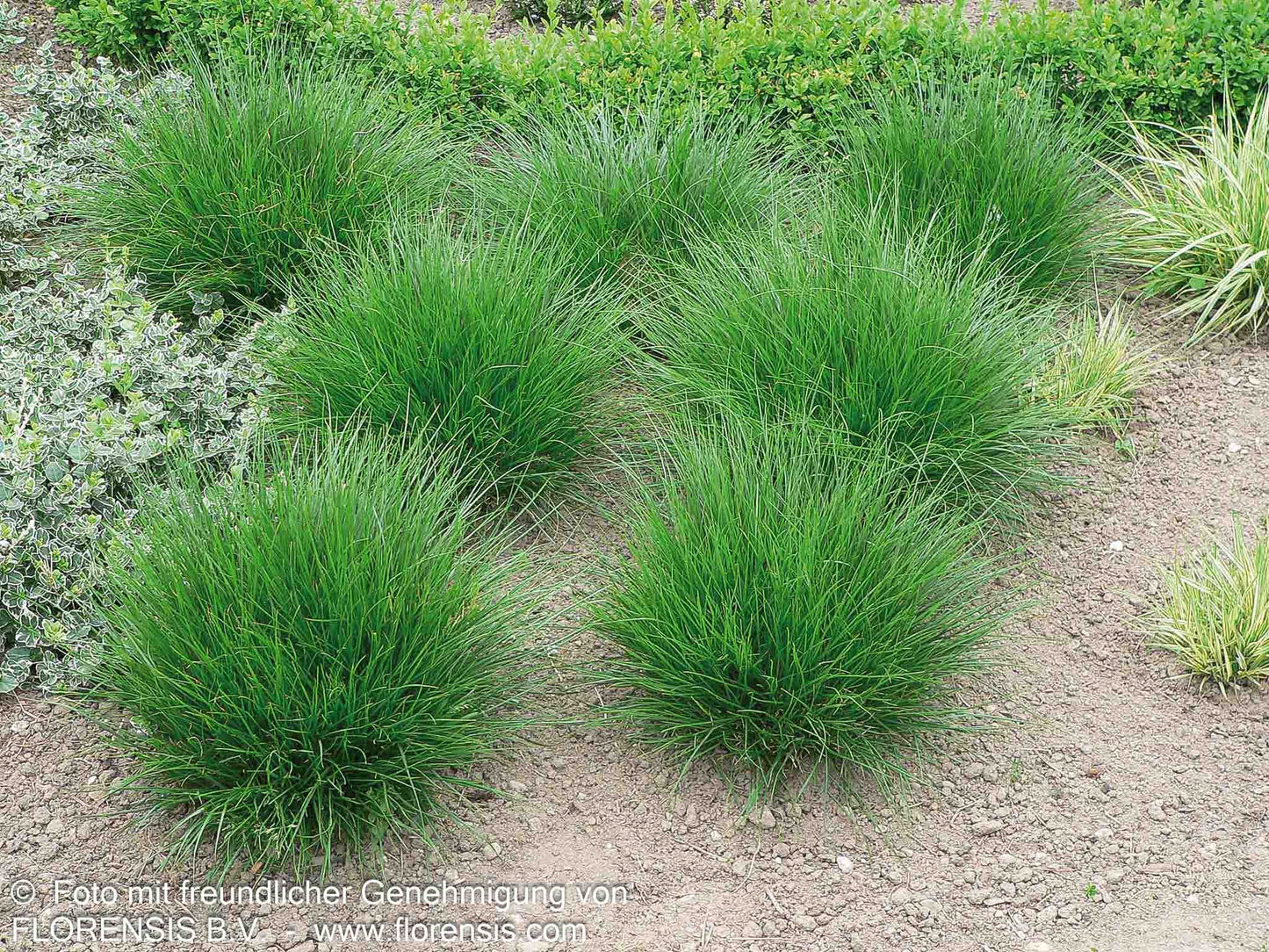 Rasen-Schmiele (Deschampsia cespitosa)