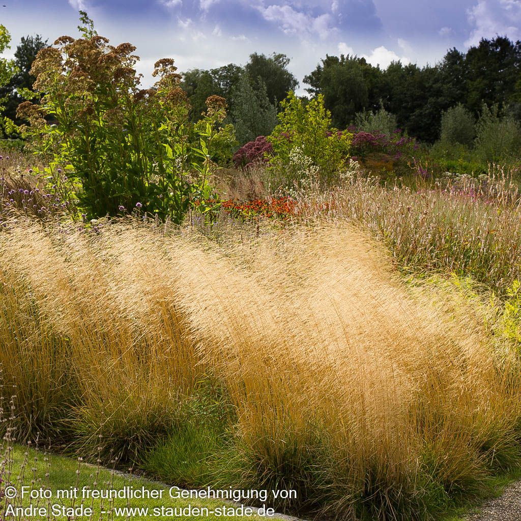 Rasen-Schmiele 'Goldschleier' (Deschampsia cespitosa)