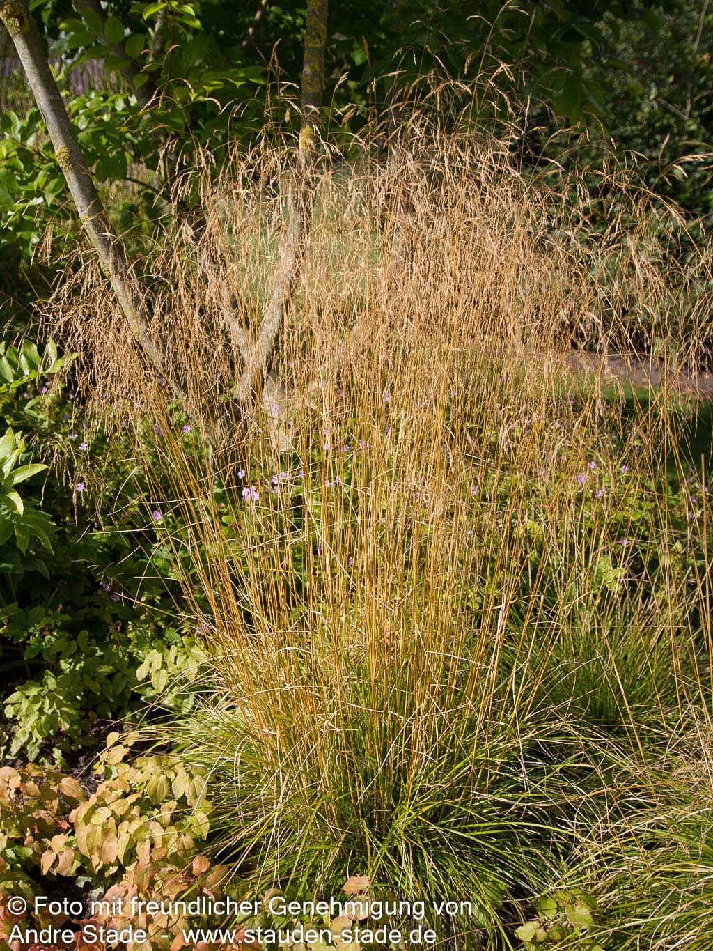 Rasen-Schmiele 'Goldschleier' (Deschampsia cespitosa)