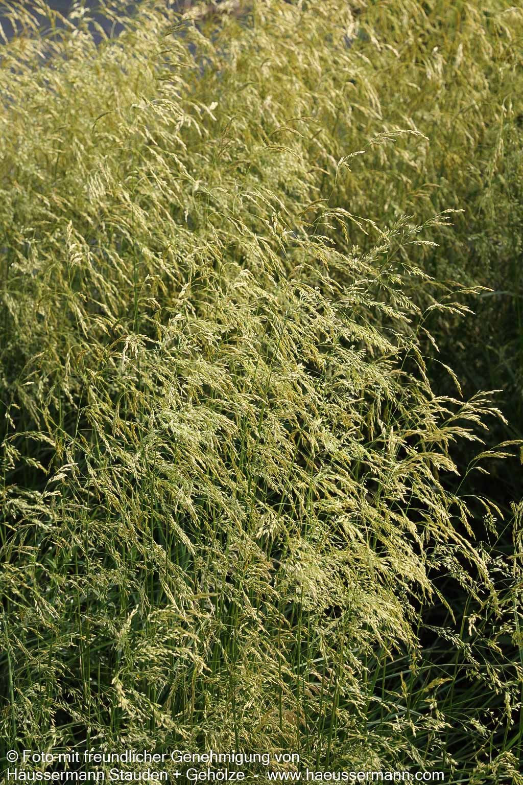 Rasen-Schmiele 'Goldschleier' (Deschampsia cespitosa)
