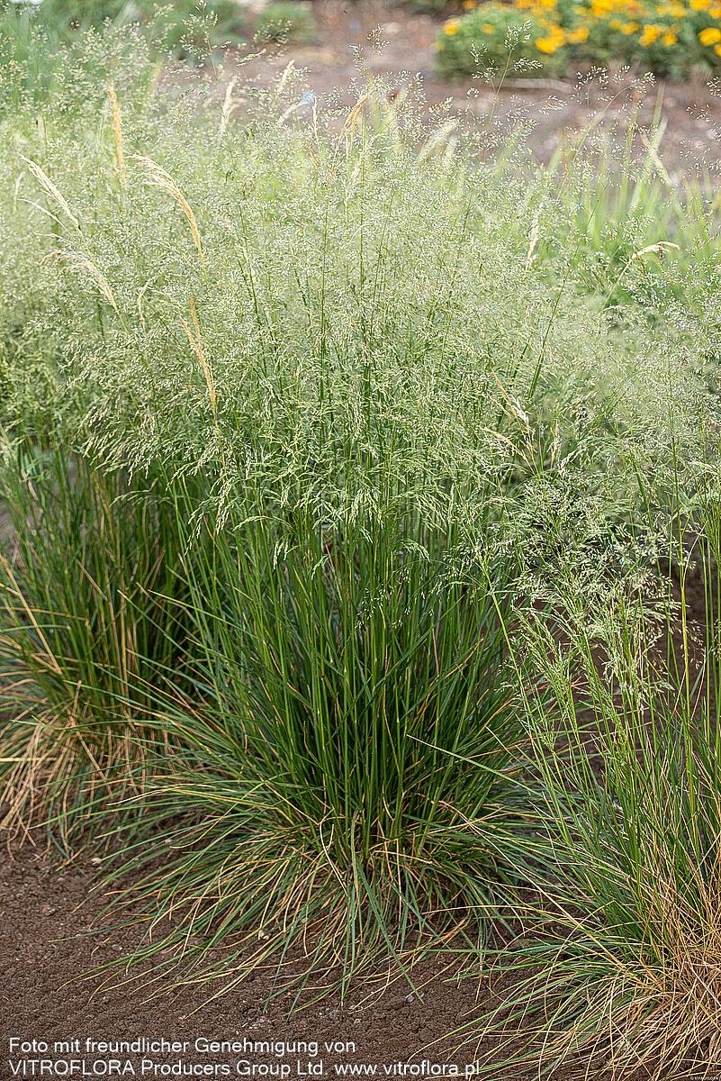 Rasen-Schmiele 'Goldschleier' (Deschampsia cespitosa)