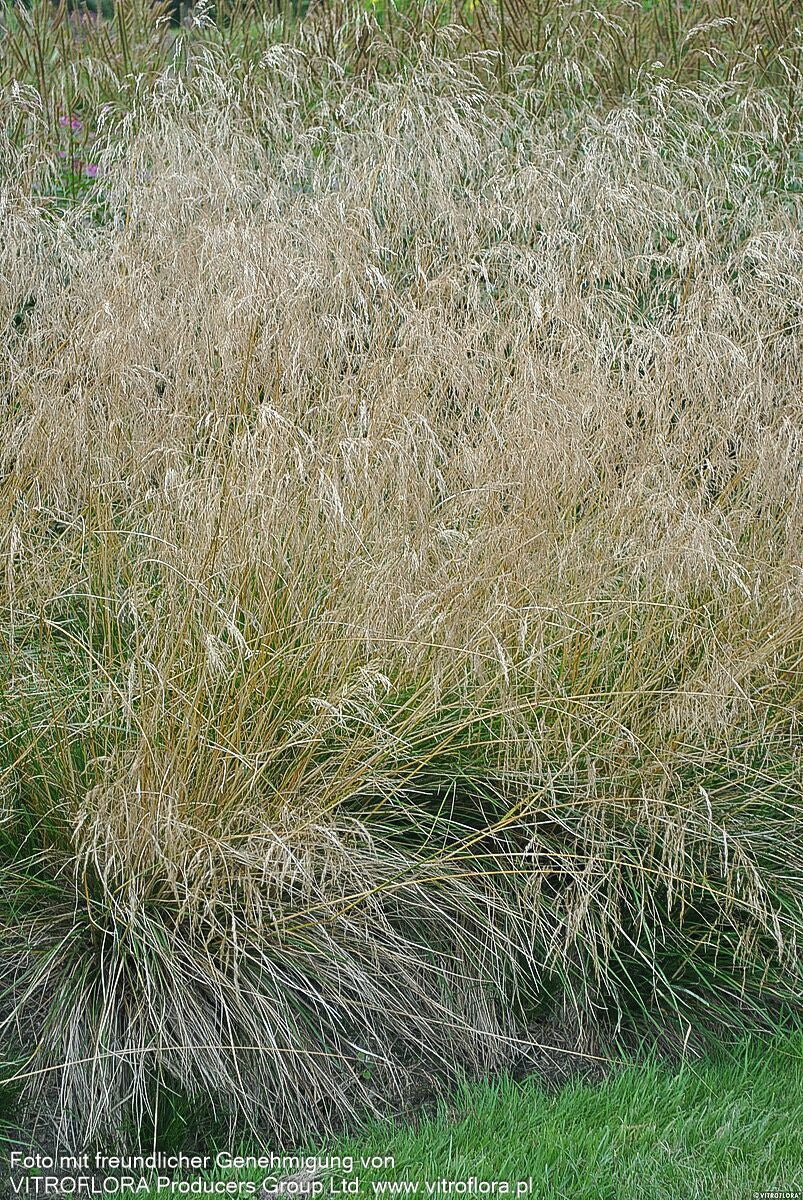 Rasen-Schmiele 'Goldschleier' (Deschampsia cespitosa)