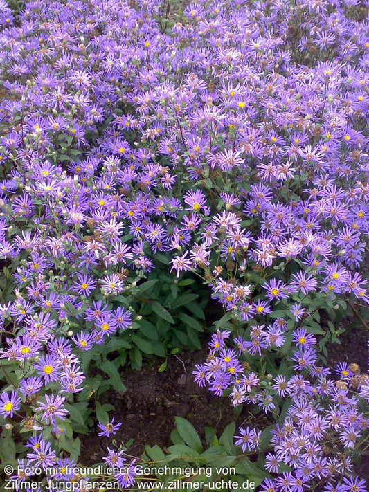 Raspel-Aster 'August Sky' (Aster radula)