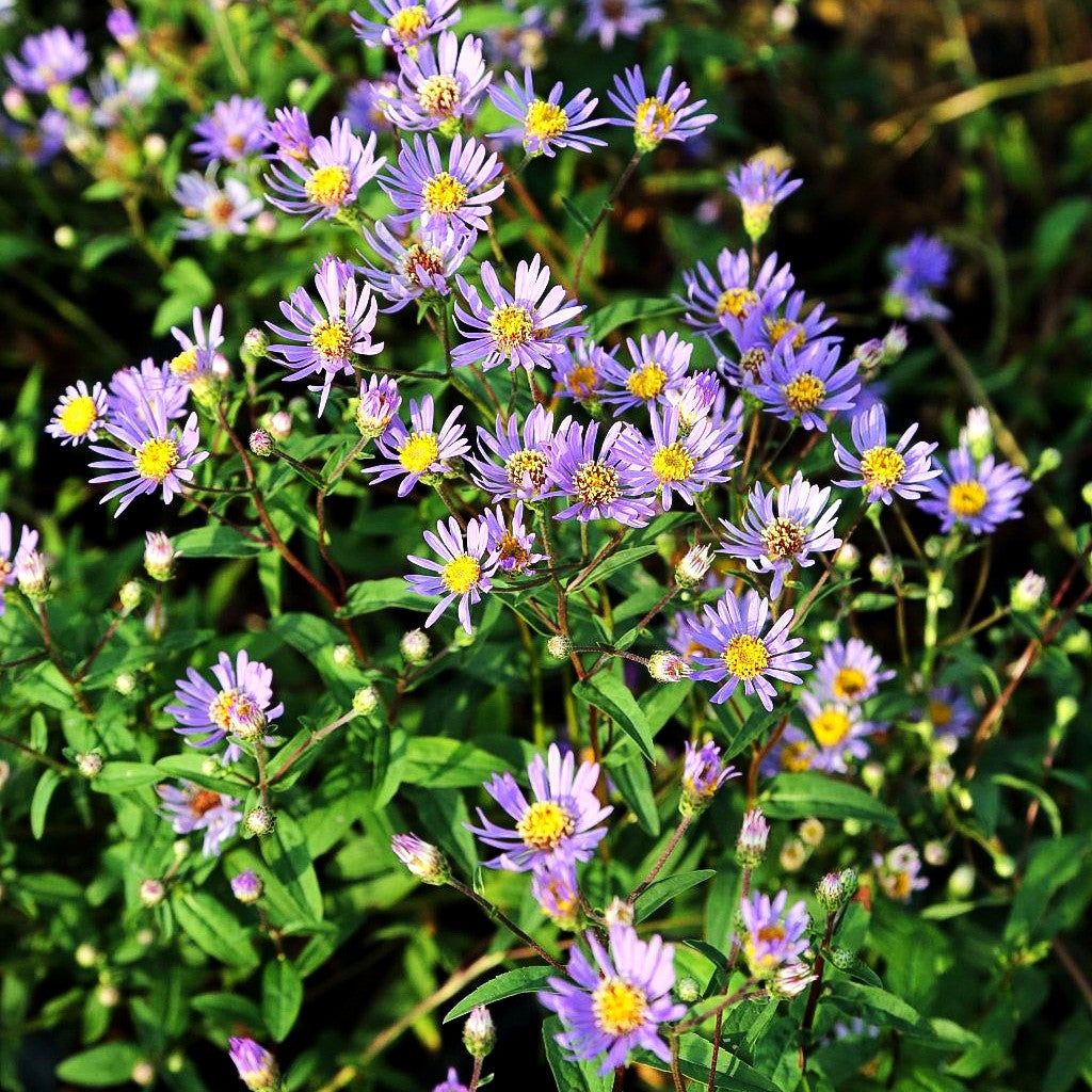 Raspel-Aster 'August Sky' (Aster radula)
