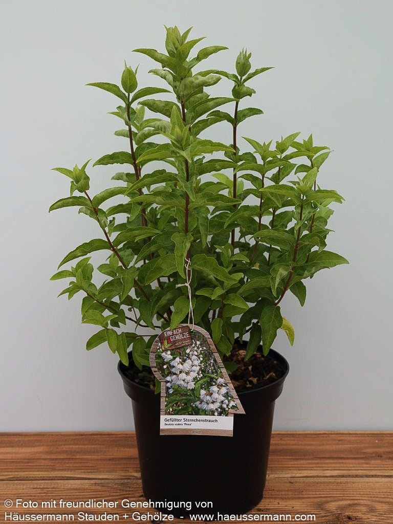 Raublättrige Deutzie 'Plena' (Deutzia scabra)