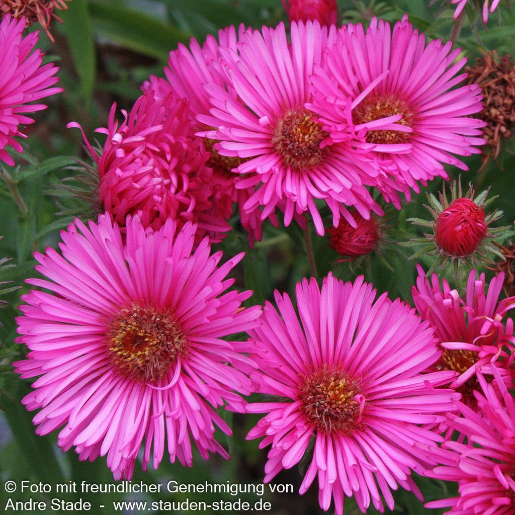 Raublatt-Aster 'Alma Pötschke' (Aster novae-angliae)