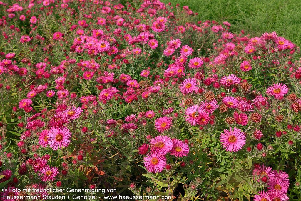 Raublatt-Aster 'Alma Pötschke' (Aster novae-angliae)