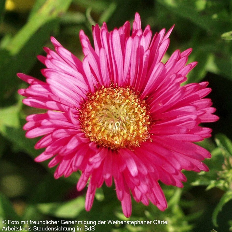 Raublatt-Aster 'Alma Pötschke' (Aster novae-angliae)