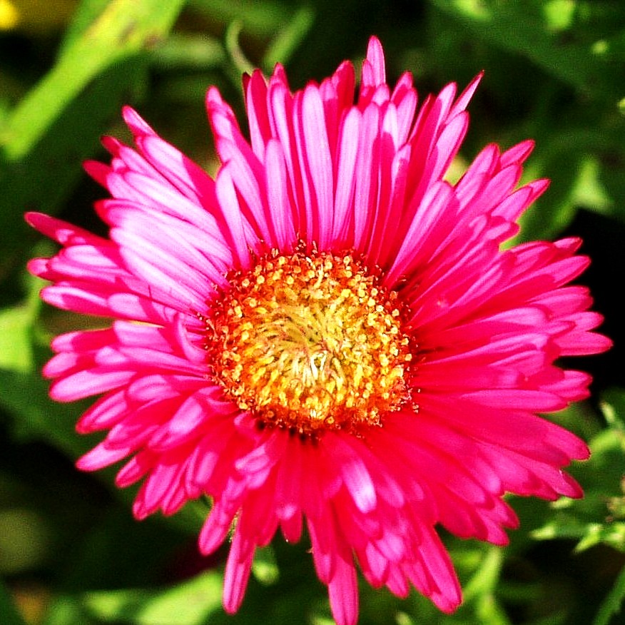 Raublatt-Aster 'Alma Pötschke' (Aster novae-angliae)