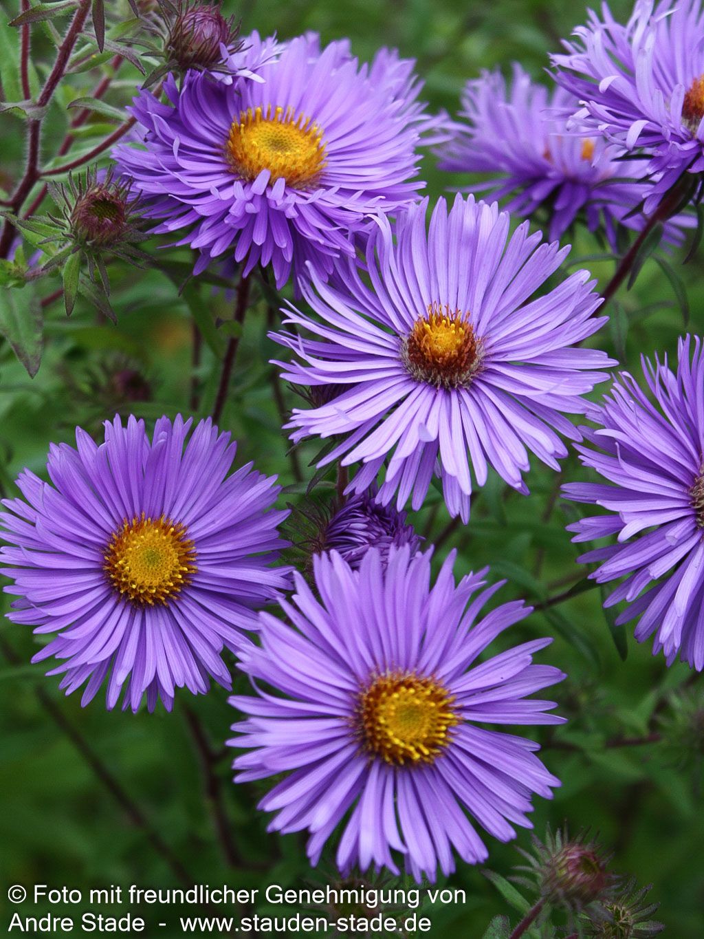 Raublatt-Aster 'Barr's Blue' (Aster novae-angliae)