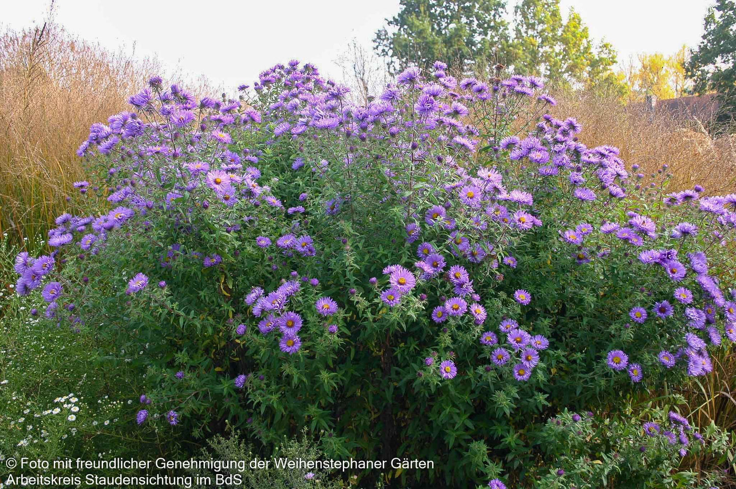 Raublatt-Aster 'Barr's Blue' (Aster novae-angliae)