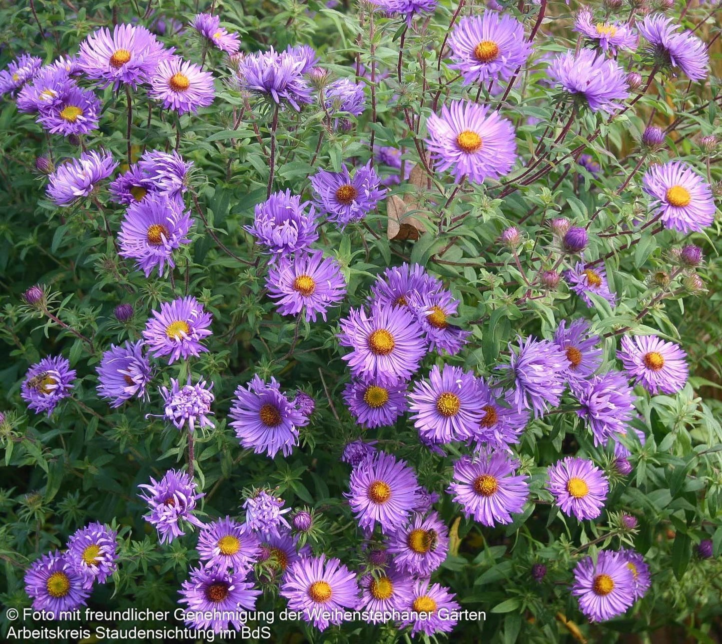 Raublatt-Aster 'Barr's Blue' (Aster novae-angliae)