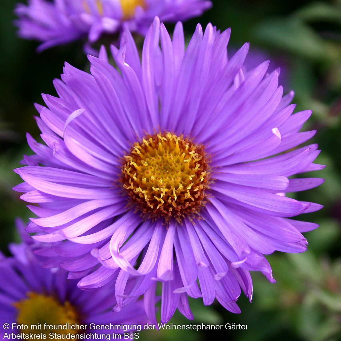 Raublatt-Aster 'Barr's Blue' (Aster novae-angliae)