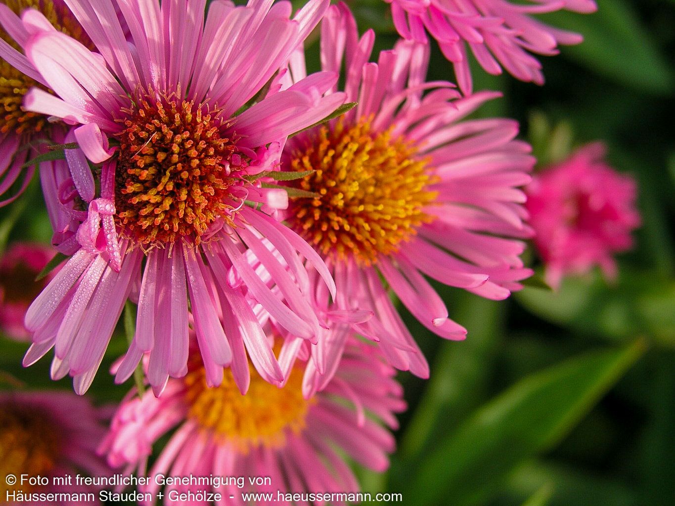 Raublatt-Aster 'Harrington's Pink' (Aster novae-angliae)