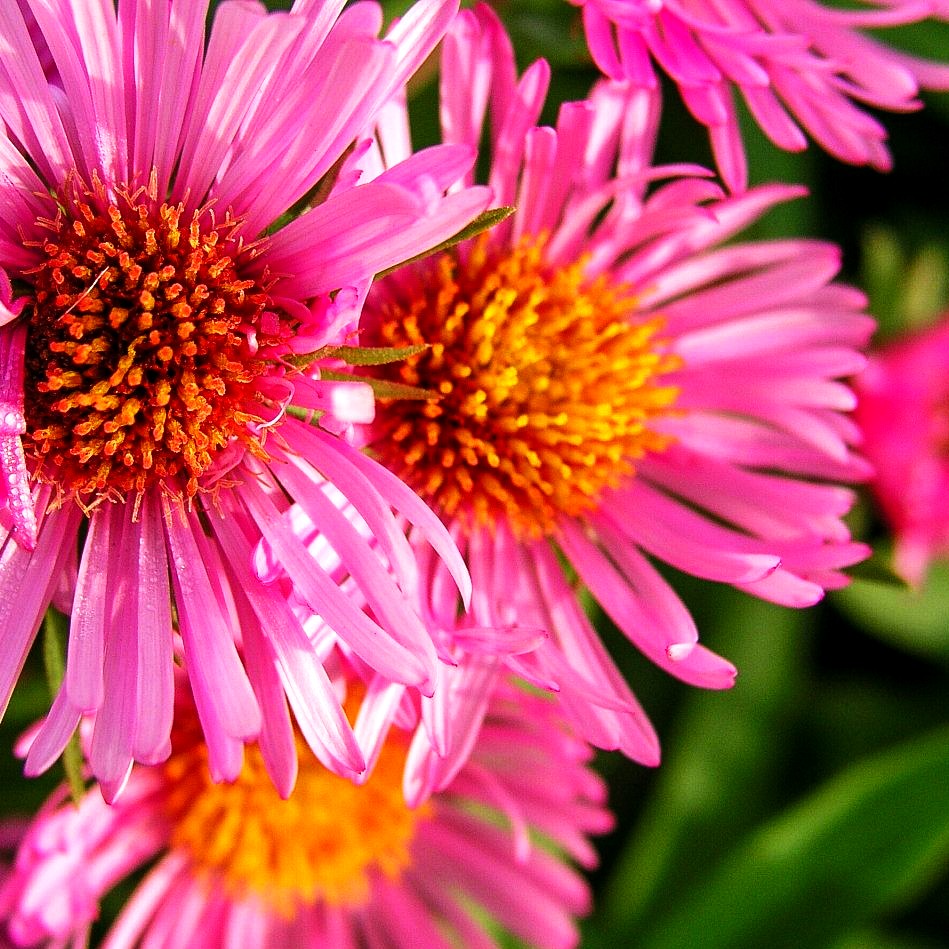 Raublatt-Aster 'Harrington's Pink' (Aster novae-angliae)